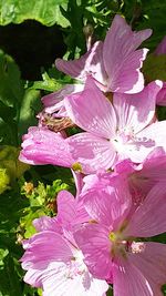 Close-up of pink flower