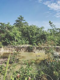 Scenic view of lake in forest against sky