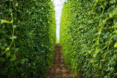 Plants growing on field