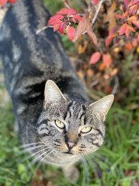 Close-up portrait of tabby cat on field