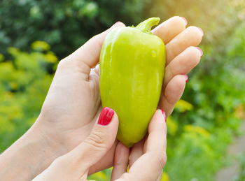 Close-up of hand holding yellow flower