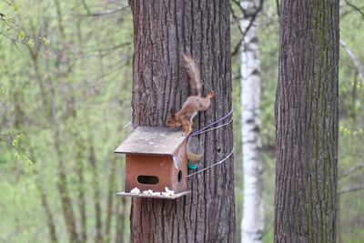 Close-up of squirrel on tree trunk