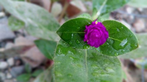 Close-up of water drops on leaf