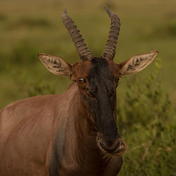 Close-up portrait of a horse