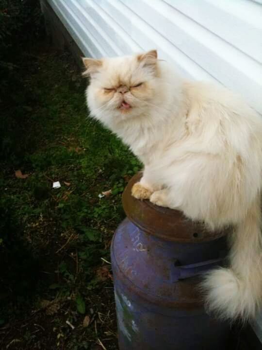 PORTRAIT OF CAT IN THE GARDEN