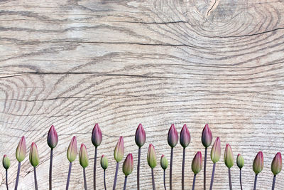 Flowers against wooden wall