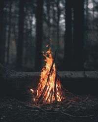 Bonfire on wooden structure in forest