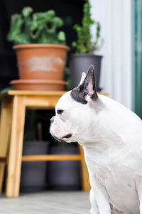 Close-up of a dog looking away