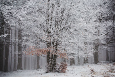 Trees during winter