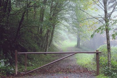 Railroad track amidst trees in forest during autumn