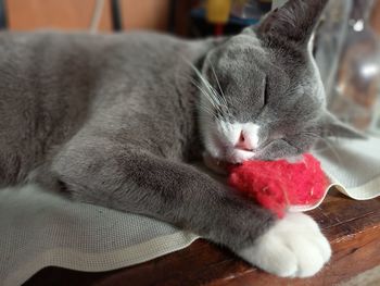 Close-up of cat sleeping