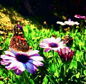 Close-up of butterfly pollinating on purple flower