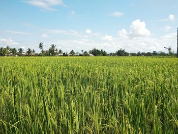 Scenic view of agricultural field against sky