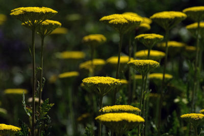 Close-up of flower blooming in field