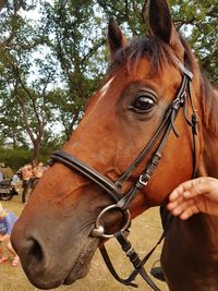 Close-up of horse in ranch