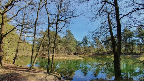 Reflection of trees in lake