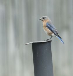 Close-up of bird perching outdoors