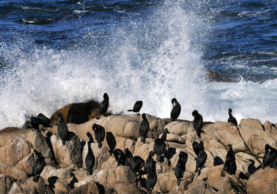 Birds perching on rocks at sea shore