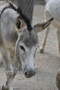 Close-up of a horse on field