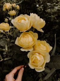 Close-up of yellow rose flower