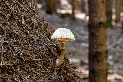 Close-up of mushroom on field