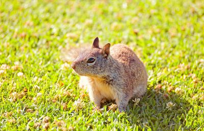 Close-up of squirrel on field