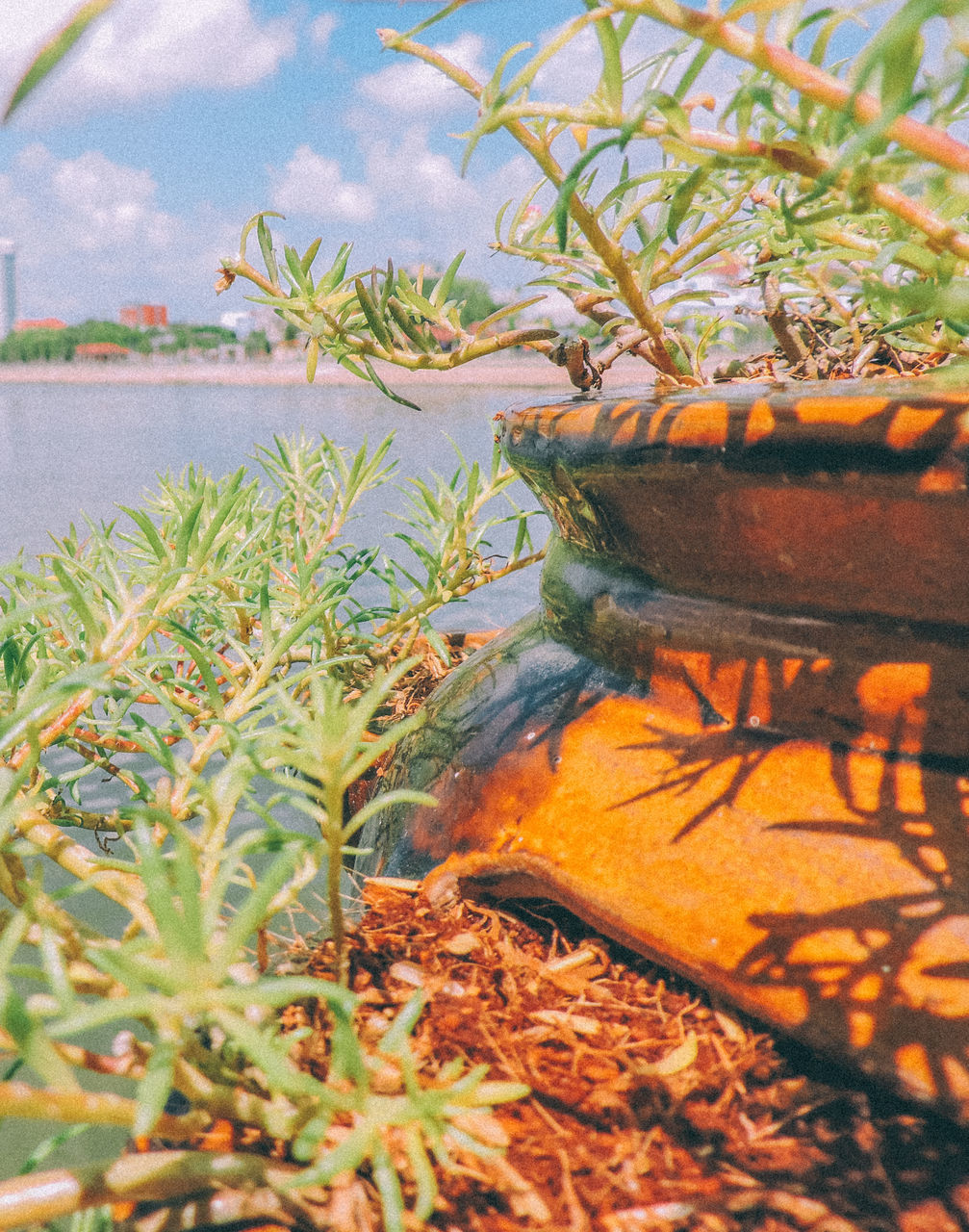 water, plant, nature, growth, day, outdoors, no people, water plant, grass, tranquil scene, beauty in nature, sea, animals in the wild, one animal, scenics, sand, leaf, animal themes, palm tree, sky, swimming, close-up, tree