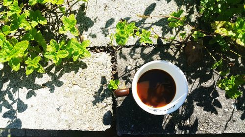 High angle view of tea on plant