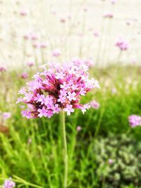 Close-up of pink flowering plant on field