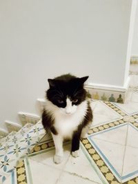 Portrait of cat sitting on floor