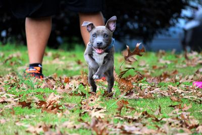 Portrait of dog running on field at back yard