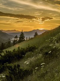 environment