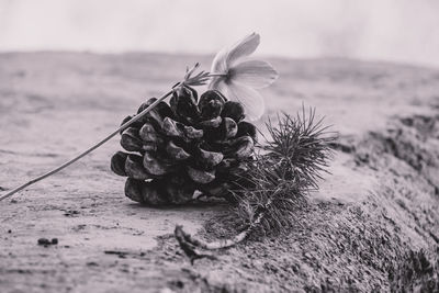 Close-up of wilted flower on land