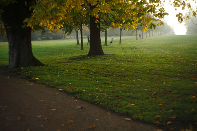 Trees in park