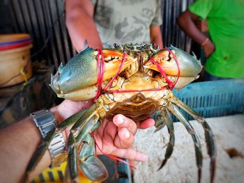 Big green mud crab in hand in fish market