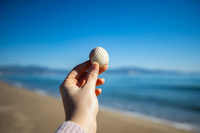 Close-up of hand holding seashell on beach