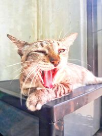 Close-up of a cat yawning