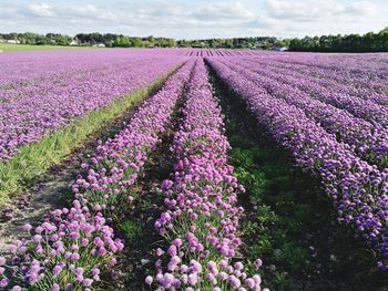 Purple flowering plants on field