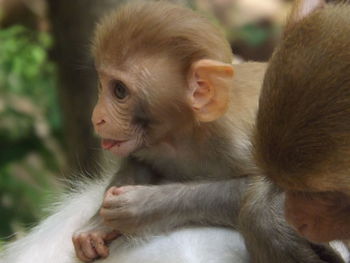 Close-up of a monkey