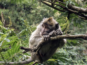 Monkey sitting on tree