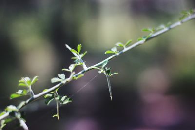 Close-up of fresh green plant