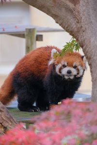 red panda