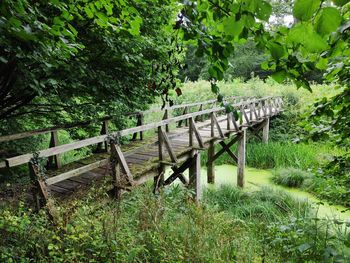 Bridge in forest