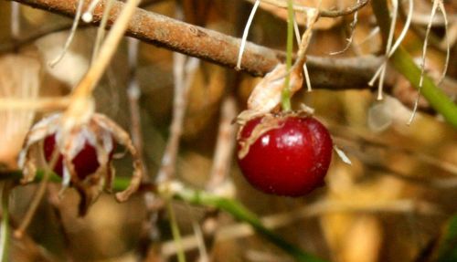 Close-up of red twigs