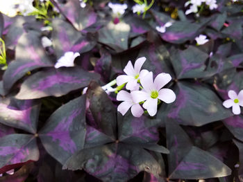 High angle view of white flowers blooming outdoors