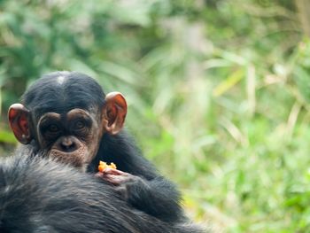 Closeup of baby chimpanzee