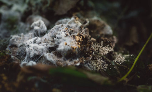 Close-up of frozen plant