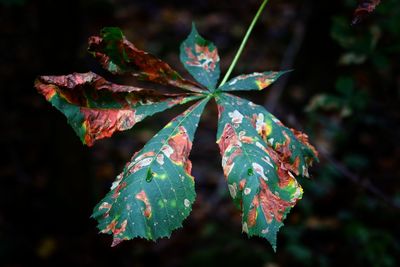 Close-up of maple leaf during autumn