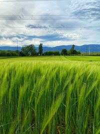 Scenic view of agricultural field against sky