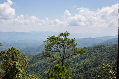 Scenic view of forest against sky